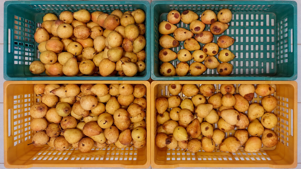 sanifruit 2.png